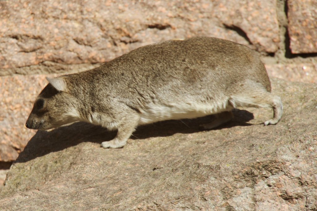 Buschschliefer (Heterohyrax brucei) im Tierpark Berlin.