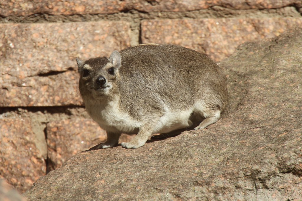 Buschschliefer (Heterohyrax brucei) im Tierpark Berlin.