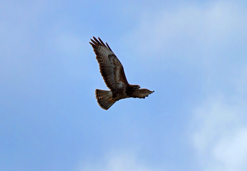 Bussard fliegt sein Revier ab. - 09.07.2012