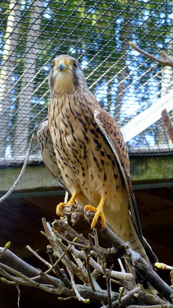 Bussard in Zeulenroda. Foto 12.04.13 