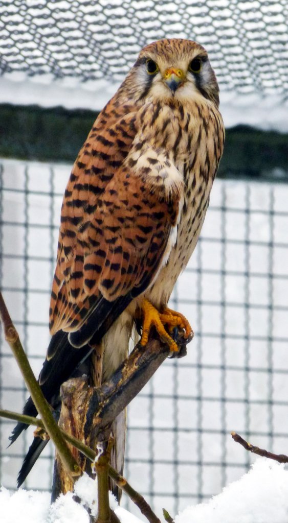 Bussard in Zeulenroda. Foto 25.02.13