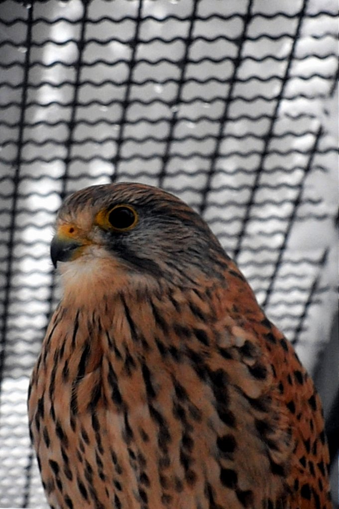 Bussard in Zeulenroda. Foto 25.02.13