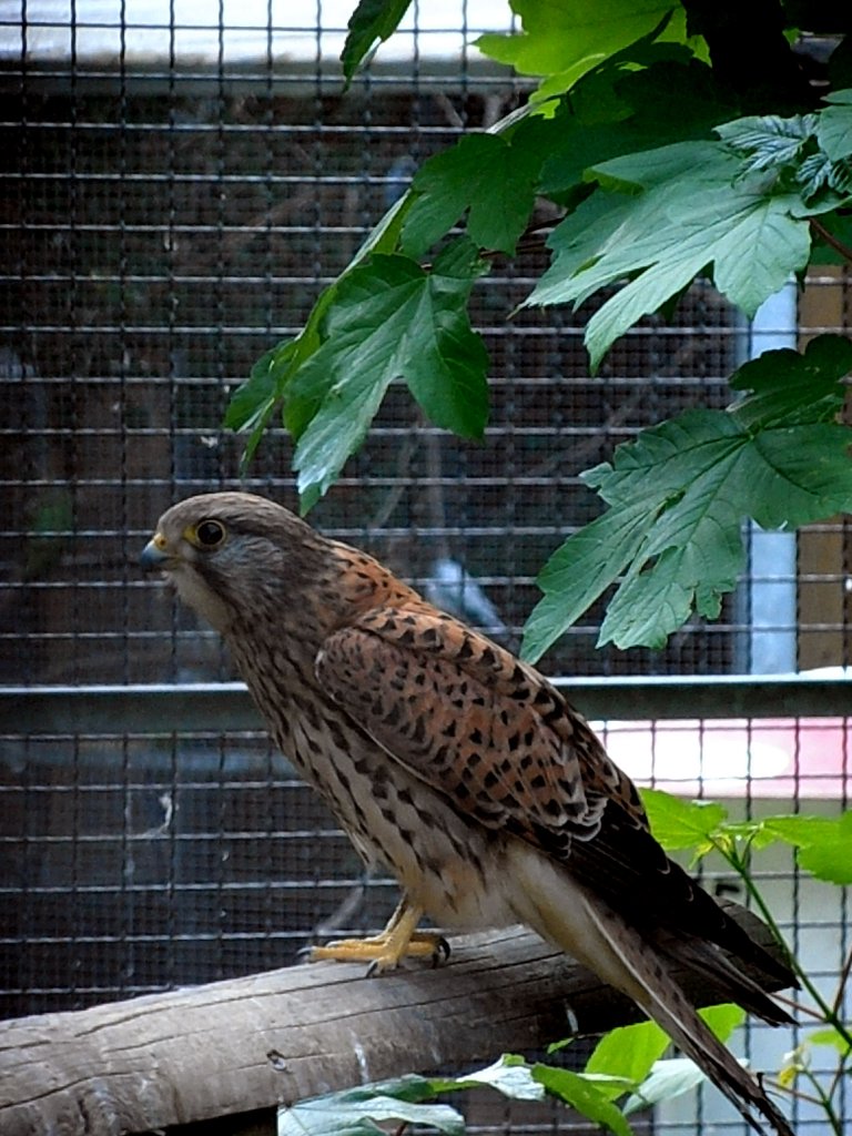 Bussard in Zeulenroda. Foto 30.05.2012