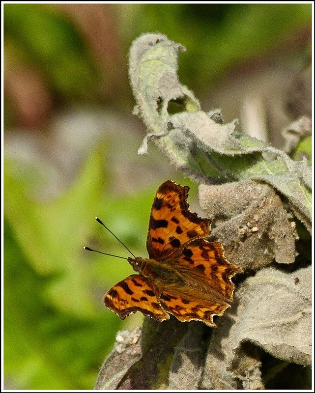 C-Falter (Polygonia c-album) gesehen am 04.07.2012. (Hans)