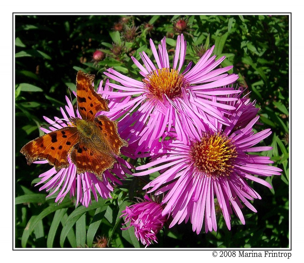 C-Fuchs auch C-Falter (Polygonia c-album; Syn.: Nymphalis c-album) - Fotografiert im Botanischen Garten Duisburg