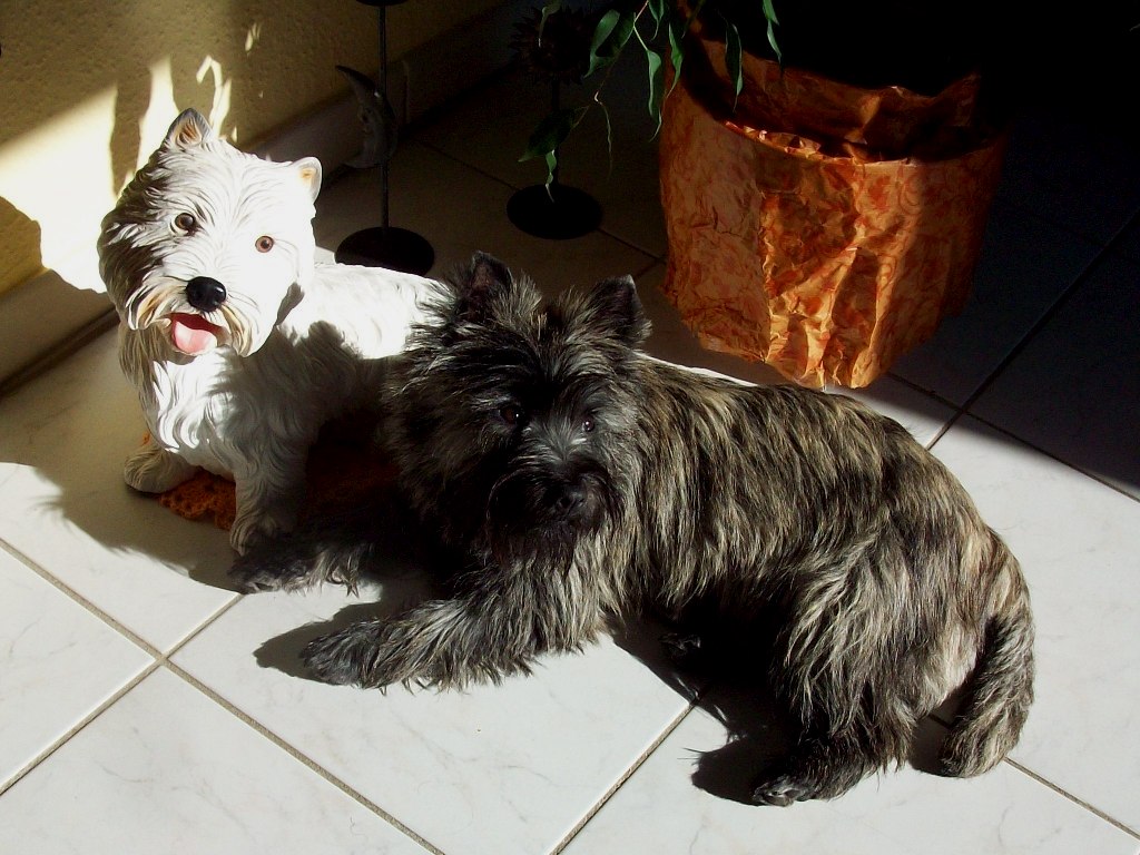 Cairn Terrier mit WESTI in der Sonne 18.07.2009