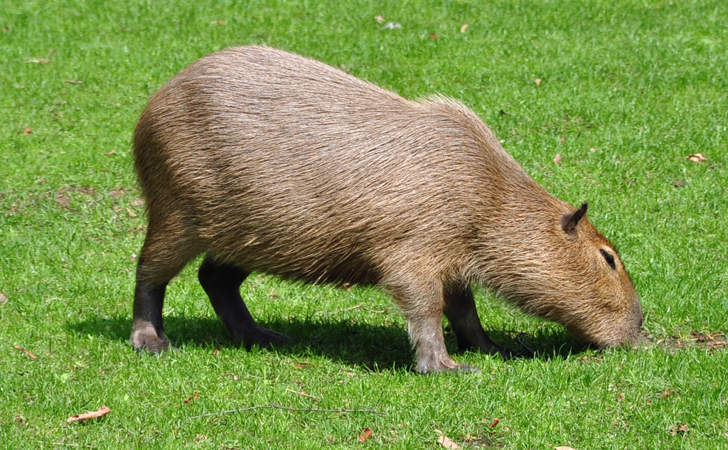 Capybara - 03.08.2010