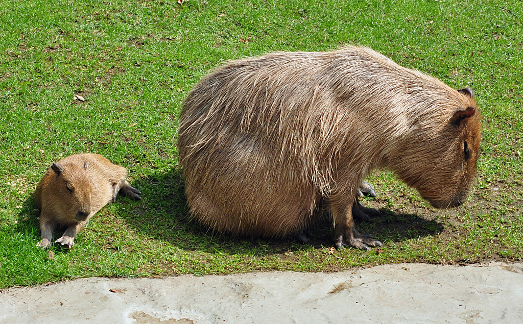 Capybara mit Jungtier - 03.08.2010
Achtung - Sugetier/Nagetiere/.........