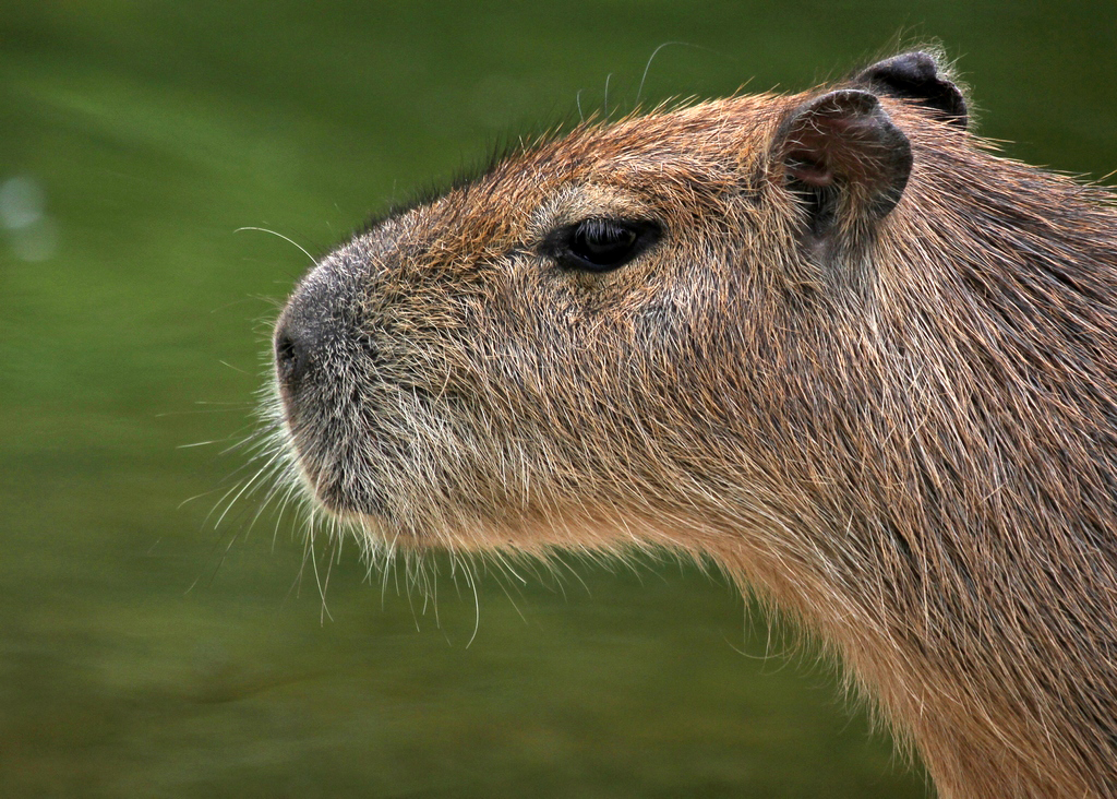 Capybara oder auch Wasserschwein.