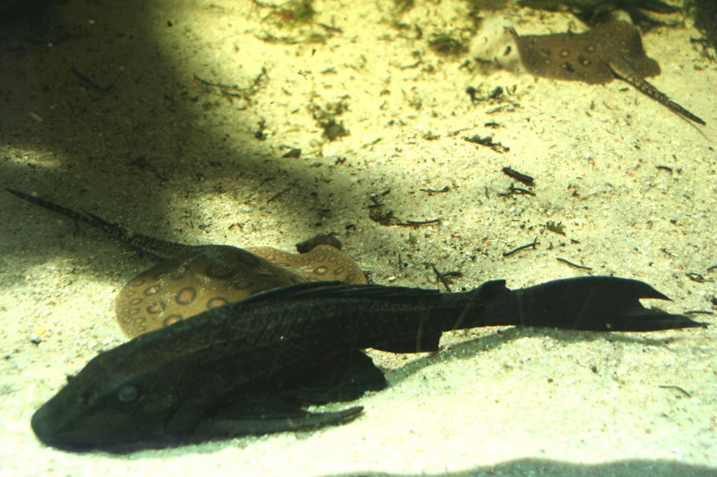 Carachamawels oder Wabenschilderwels (Pterygoplichthys gibbiceps) am 13.12.2009 im Tierpark Berlin.