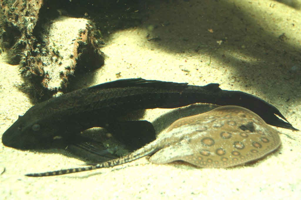 Carachamawels oder Wabenschilderwels (Pterygoplichthys gibbiceps) und ein Pfauenaugen-Stechrochen (Potamotrygon motoro) am 13.12.2009 im Tierpark Berlin.