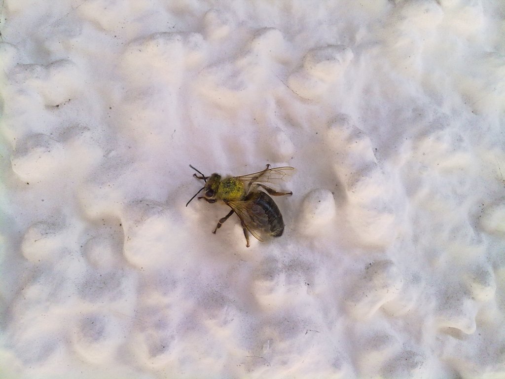 Carnica - Biene an der Hauswand