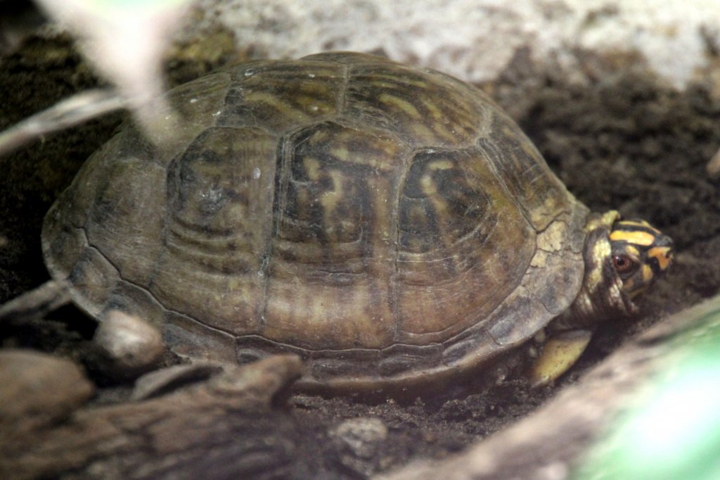 Carolina-Dosenschildkrte (Terrapene carolina) am 18.4.2010 im Tierpark Berlin.