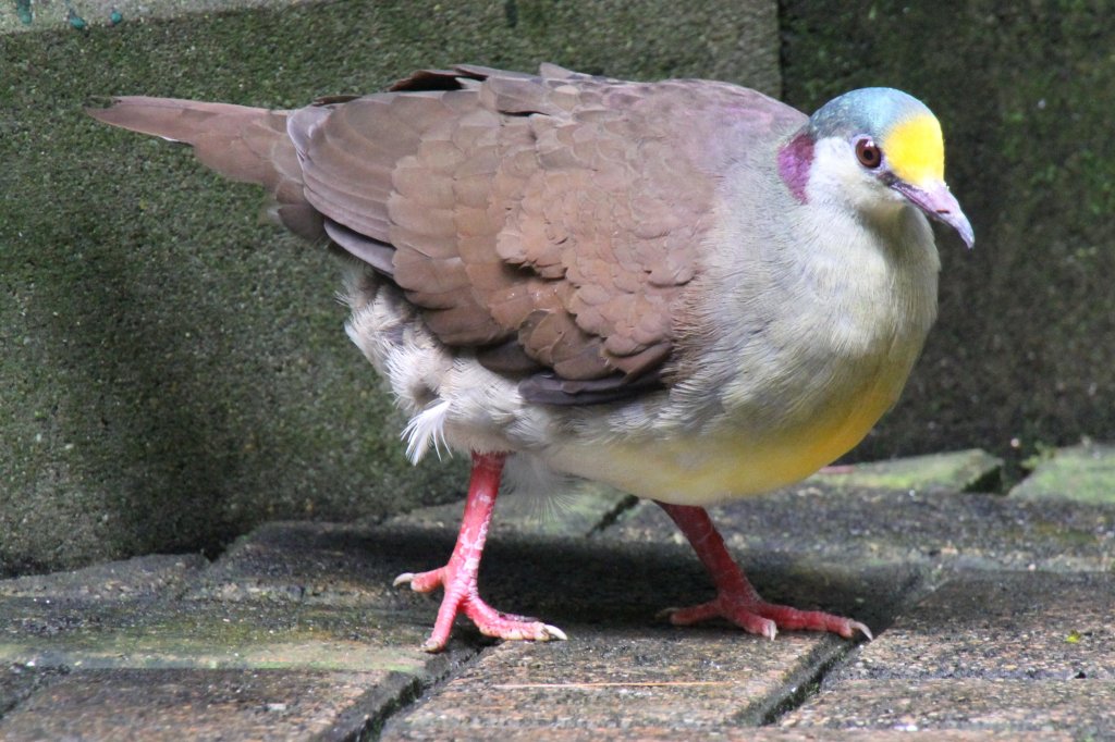 Celebes-Erdtaube (Gallicolumba tristigmata) am 4.6.2010 im Vogelpark Steinen.