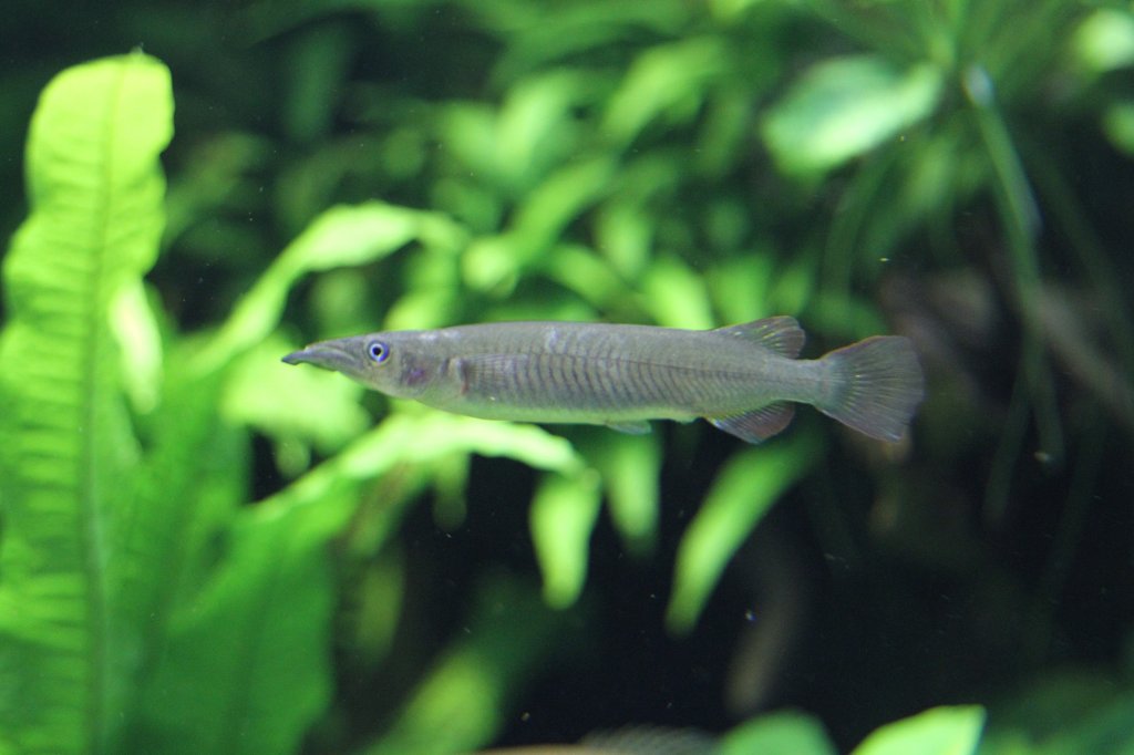 Celebes Halbschnbler oder auch Halbschnabelhecht (Nomorhamphus liemi) am 19.3.2010 im Zooaquarium Basel.