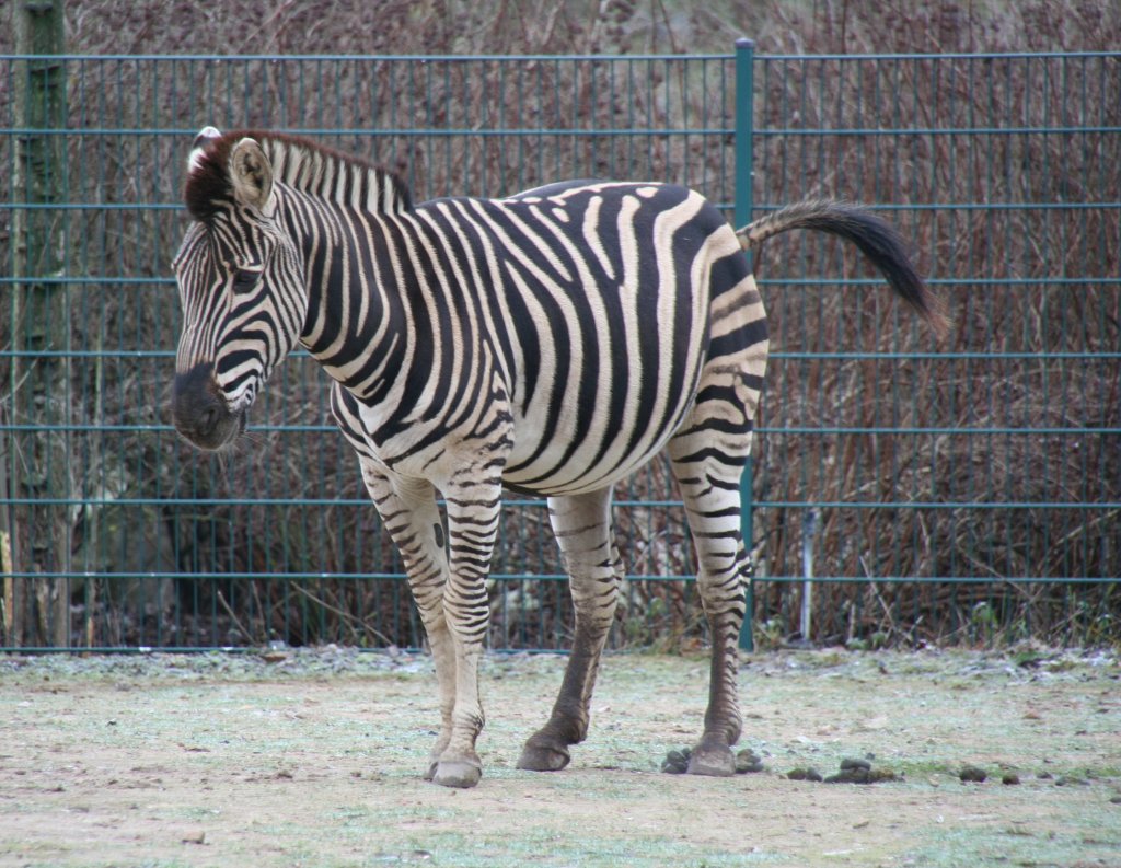 Chapman-Steppenzebra (Equus quagga chapmani) am 13.12.2009 im Tierpark Berlin.