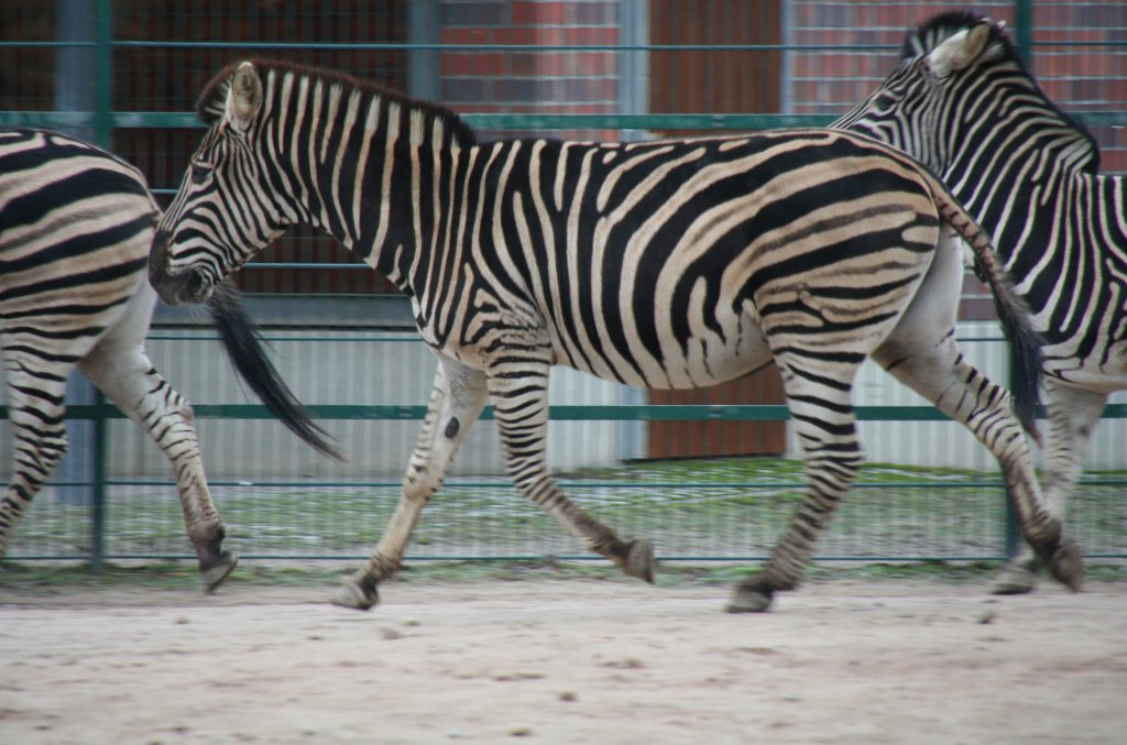Chapman-Steppenzebra (Equus quagga chapmani) im Trab. Tierpark Berlin am 13.12.2009.