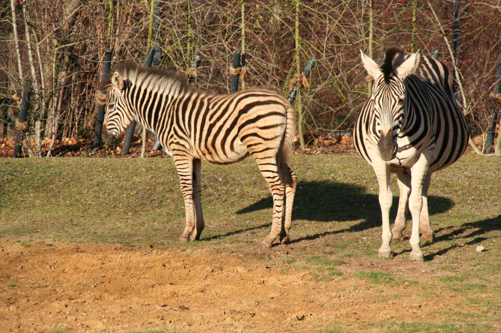 Chapman-Steppenzebras (Equus quagga chapmani) am 7.12.2009 im Zoo Dresden.
