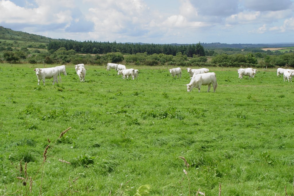 Charolais Rinder in der Bretagne am 23.07.2009