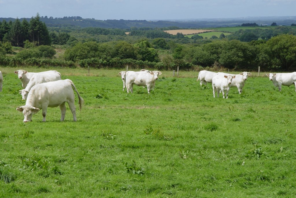 Charolais Rinder in der Bretagne am 23.07.2009