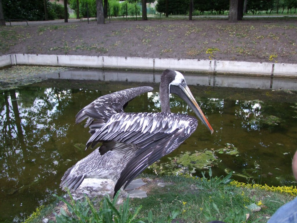 Chile-, bzw. Meerespelikan  Diego  kurz vor dem Absprung ins Wasser im Tierpark Berlin