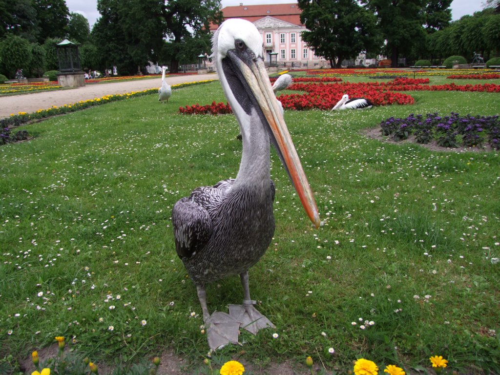 Chile-, bzw. Meerespelikan  Hexe  posiert vor dem Schloss Friedrichsfelde im Tierpark Berlin.