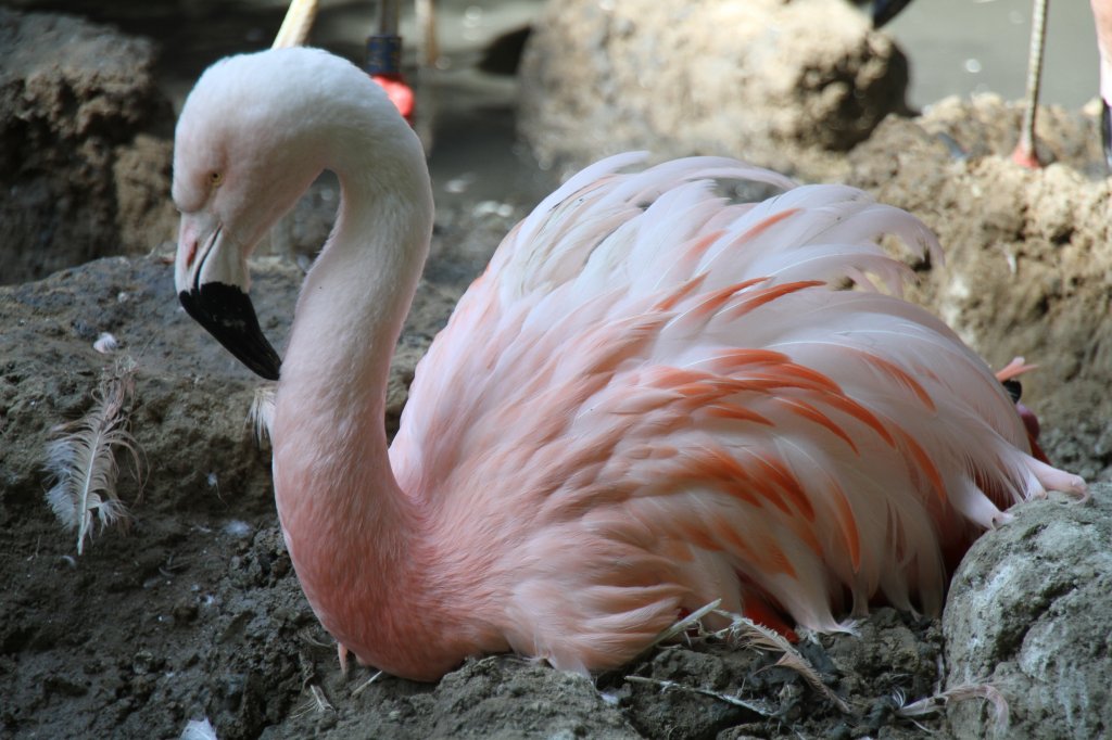 Chile-Flamingo (Phoenicopterus chilensis) beim Brten. Zoo Leipzig am 26.6.2010.
 
 
