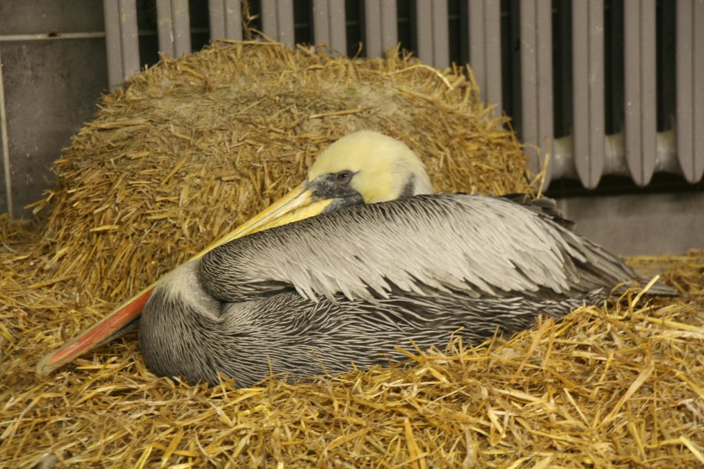 Chile-Meerespelikan oder Chile-Braunpelikan (Pelecanus occidentalis thagus) am 13.12.2009 im Tierpark Berlin.