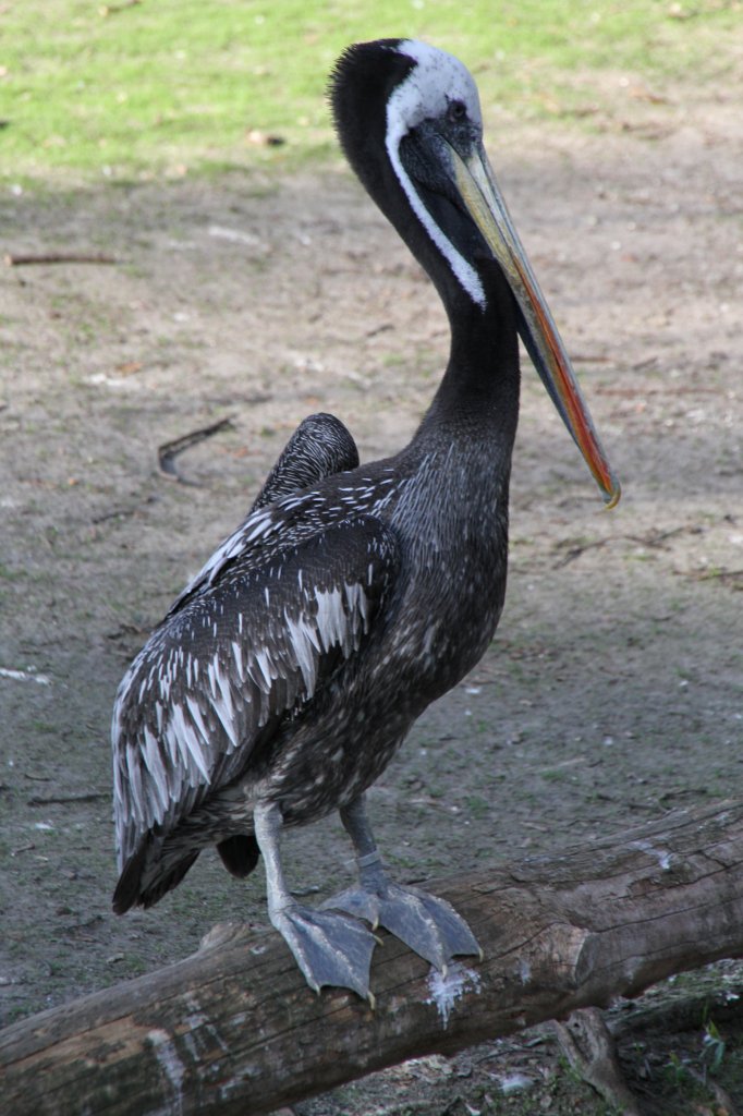 Chile-Meerespelikan (Pelecanus thagus) im Tierpark Berlin.