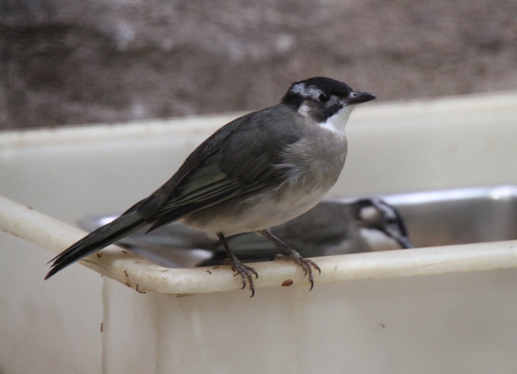 Chinablbl (Pycnonotus sinensis) am 11.3.2010 im Zoo Berlin.