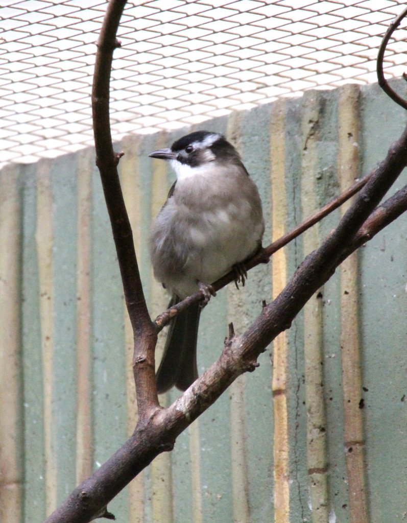 Chinablbl (Pycnonotus sinensis) am 25.2.2010 im Zoo Berlin.