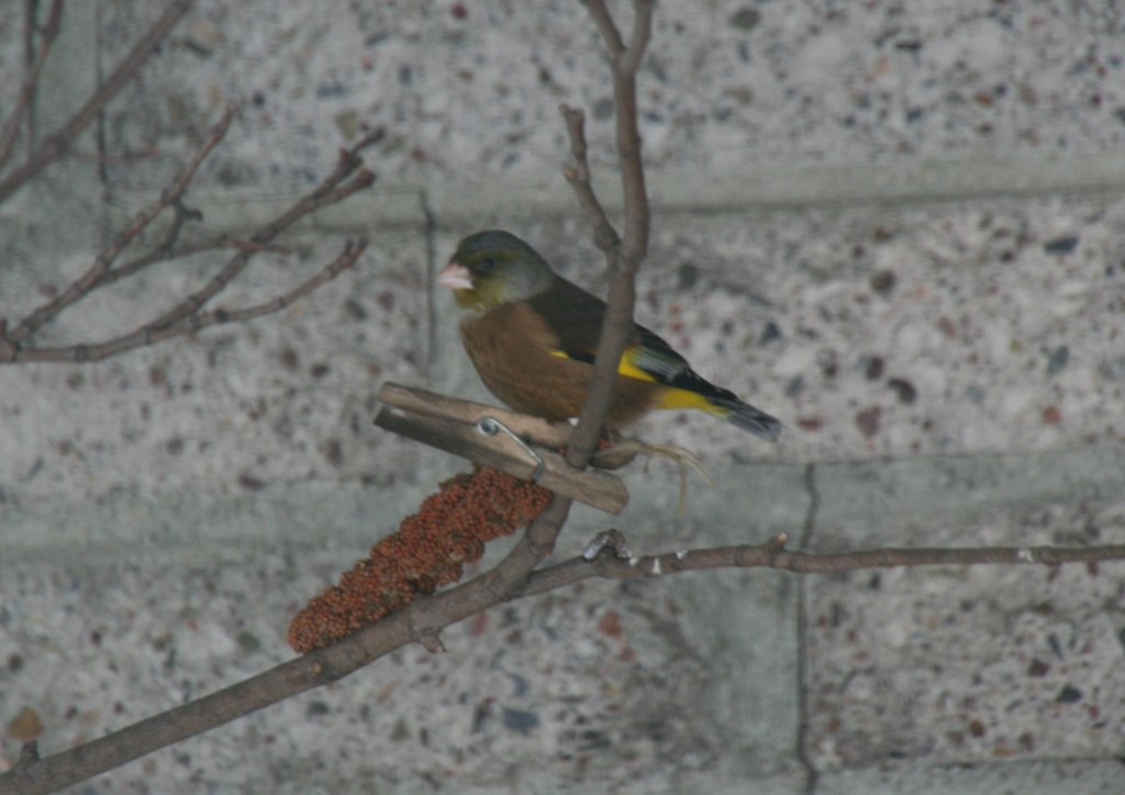 Chinagrnfink oder auch Chinesengrnling (Carduelis sinica) am 9.1.2010 im Tierpark Berlin.