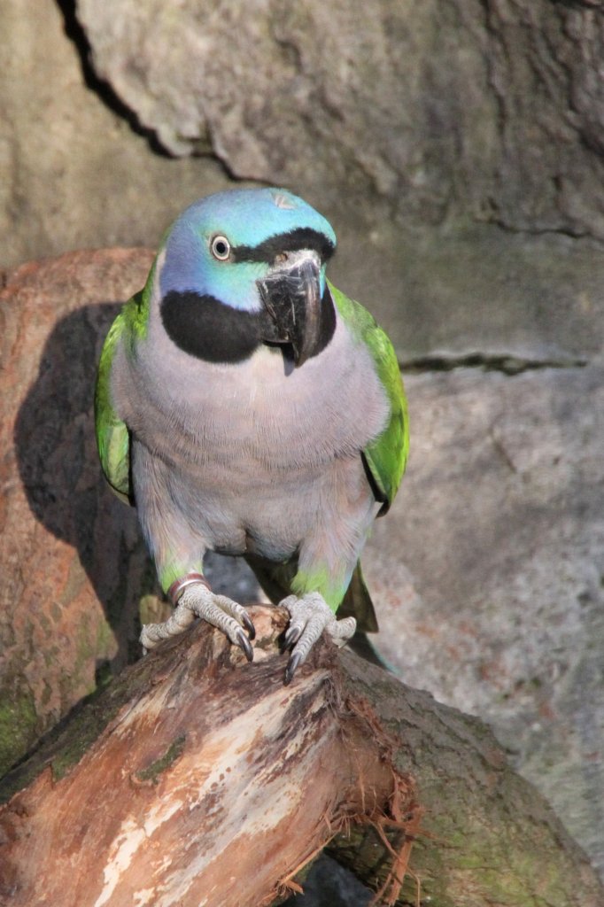 Chinasittich (Psittacula derbiana) am 18.4.2010 im Tierpark Berlin.