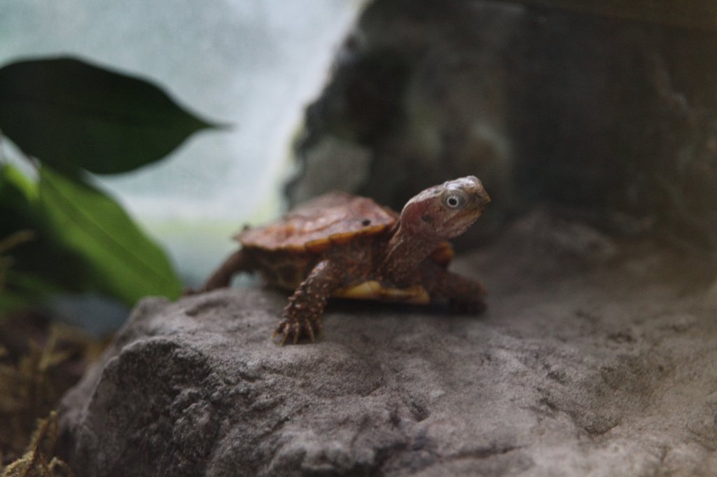 Chinesische Zacken-Erdschildkrte (Geoemyda spengleri) am 25.9.2010 im Toronto Zoo.