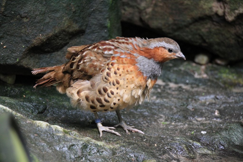 Chinesisches Bambushuhn (Bambusicola thoracica thoracica) am 4.6.2010 im Vogelpark Steinen.