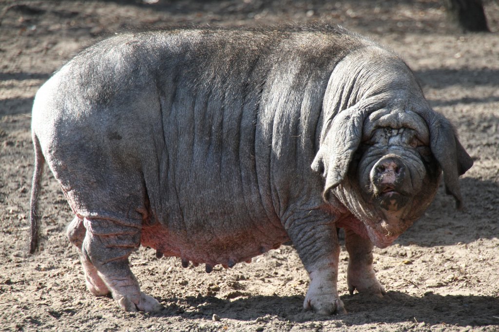 Chinesisches Maskenschwein oder auch Meishan am 18.4.2010 im Tierpark Berlin.