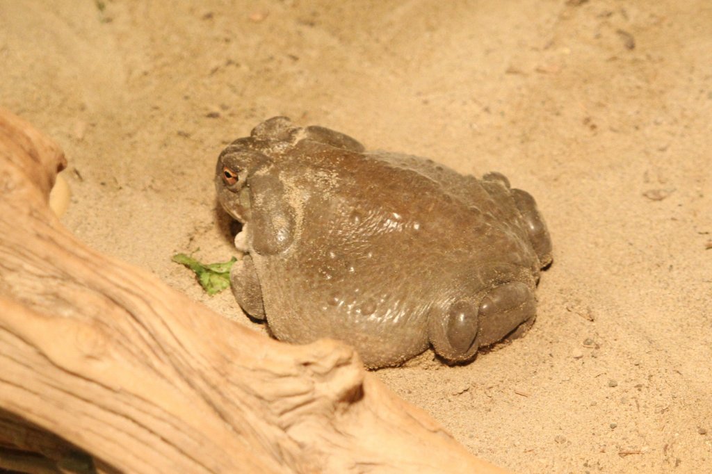 Coloradokrte (Bufo alvarius) am 25.9.2010 im Toronto Zoo.