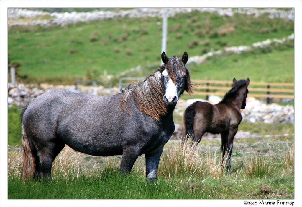 Connemara Pony mit Fohlen bei Cleggan, Irland County Galway