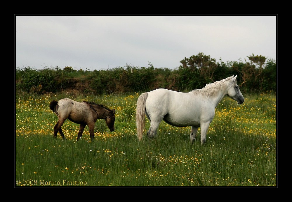 Connemara-Ponys (Eastern-Typ) - Stute mit ihrem Fohlen - Fotografiert in Kilfenora, Irland