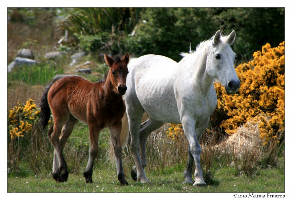 Connemara - Stute mit ihrem Fohlen - Connemara Ponies bei Claddaghduff, Irland County Galway