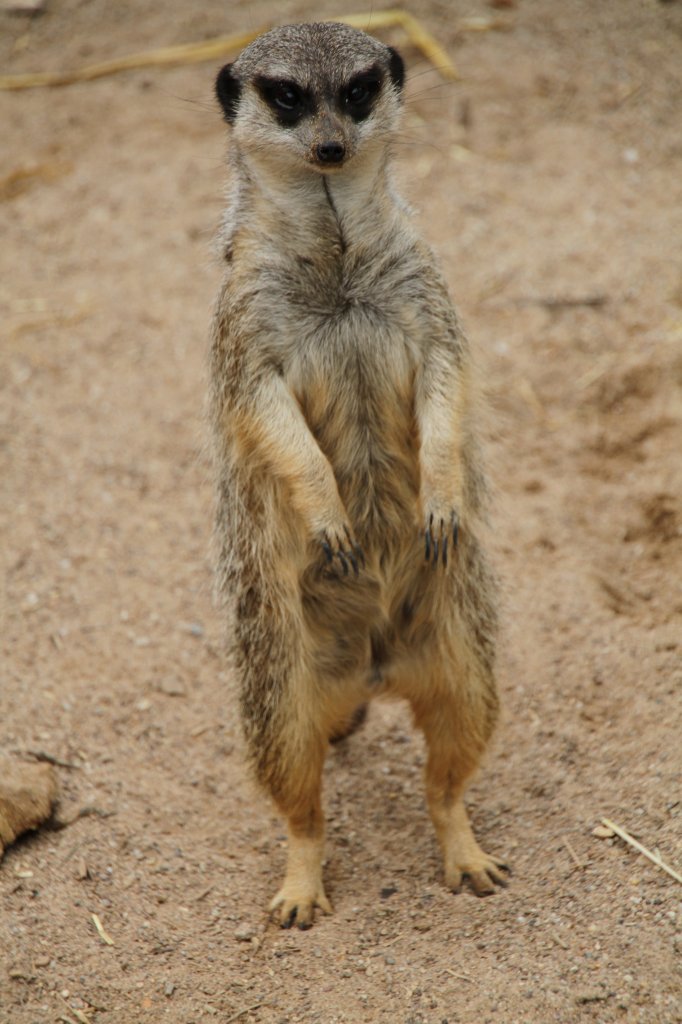 Cooles Erdmnnchen (Suricata suricatta) am 2.5.2010 im Freizeitpark Memleben.