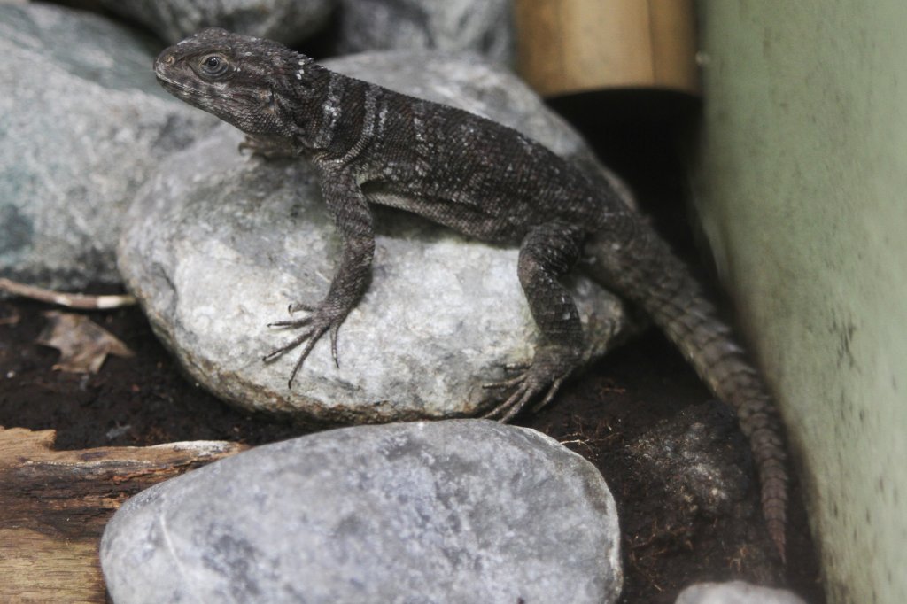 Cuviers Madagaskar-Leguan (Oplurus cuvieri) am 26.6.2010 im Zoo Leipzig.