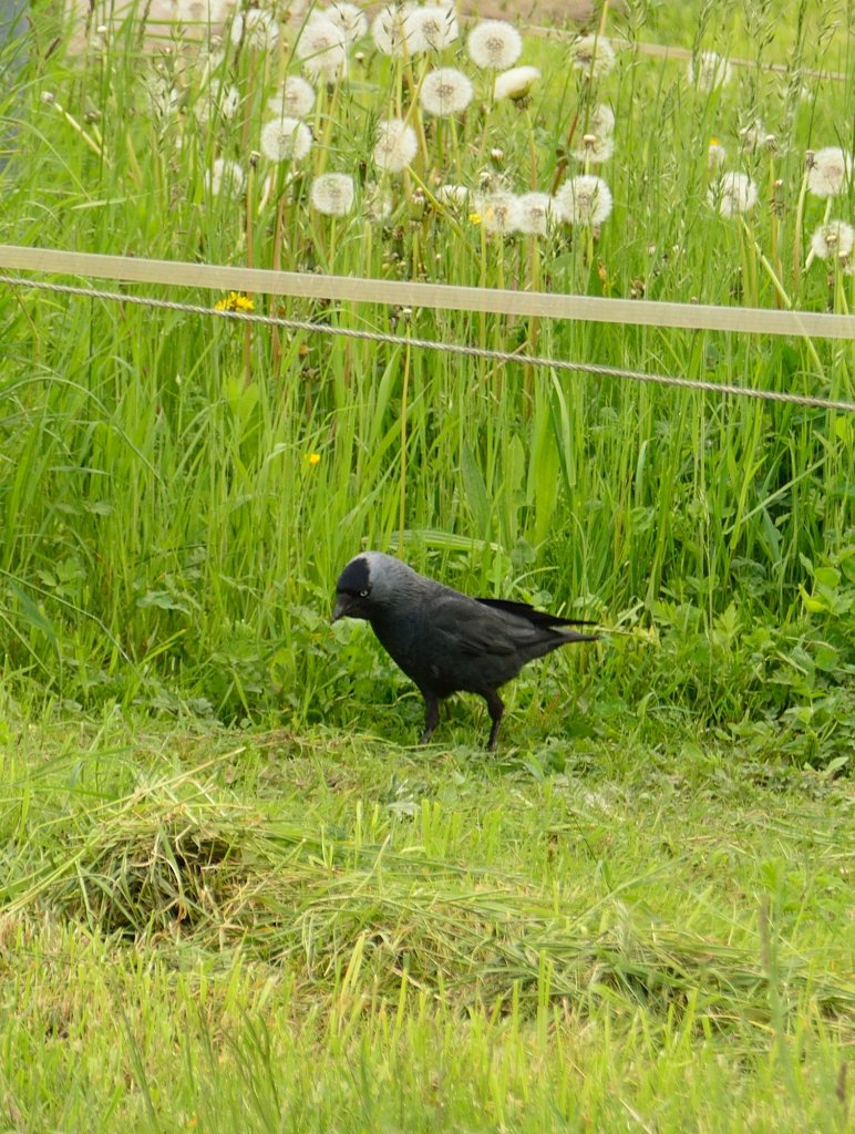 Da werden wir doch mal schauen, was es Gutes im Naturkostladen zu finden gibt!
Dohle auf Futtersuche unweit des Bahnberganges Lerchenfeldstrae in Anrath.18.5.2013