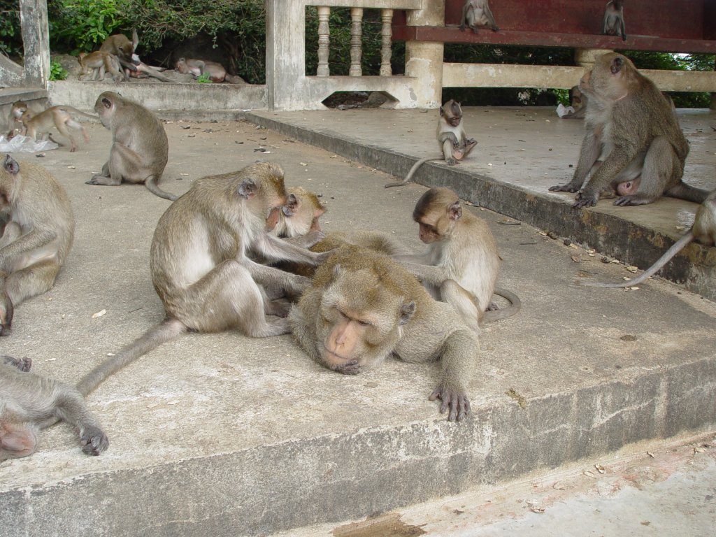 Da wird der Herr des Affenrudels aber ganz schn verwhnt, ganz frei nach dem Motto:  Mich laust der Affe . Gesehen in einem Tempelbezirk in der Nhe von Hua Hin in Thailand im September 2006