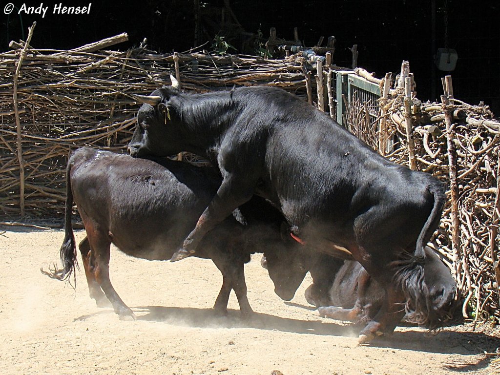 Dahomey-Zwergrinder