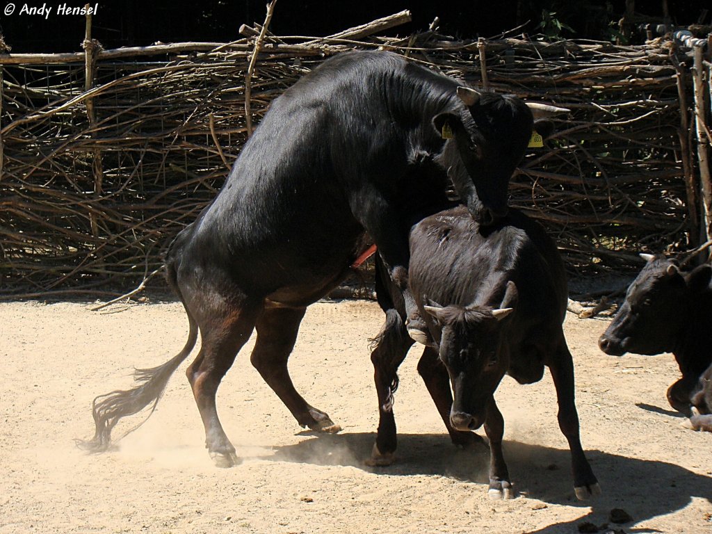 Dahomey-Zwergrinder