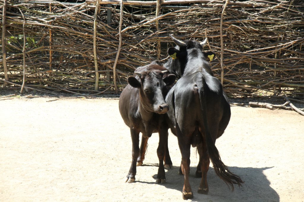 Dahomey-Zwergrinder am 27.6.2010 im Leipziger Zoo.

