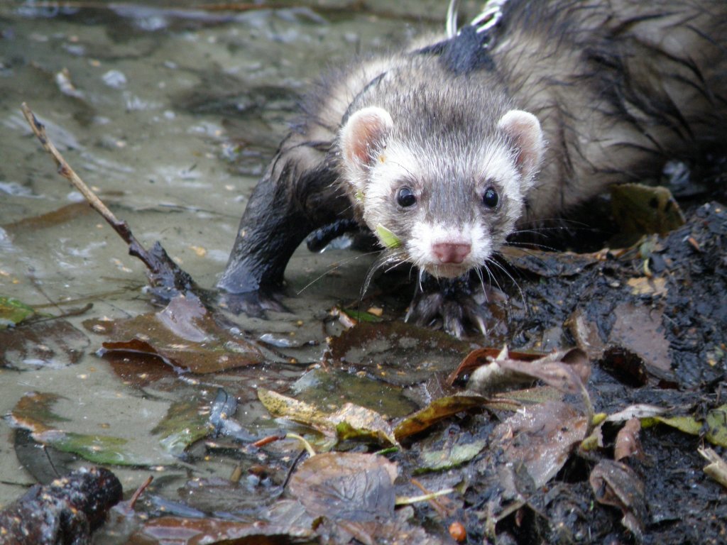 DAISY ,  unsere  kleine  Wasserratte,  sie  liebt  es  im  Wasser  zu  planschen .

Daisy  ist  ein  FRETTCHEN ,  sie  gehren  zu  den  Raubtieren !!!!!