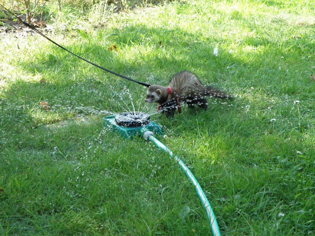 DAISY  am  Wasserschlauch ,  sie  liebt  es  mit  Wasser  zu  spielen .
Daisy  ist  under  jngstes  FRETTCHEN  .

Frettchen  sind   Raubziere  !!!