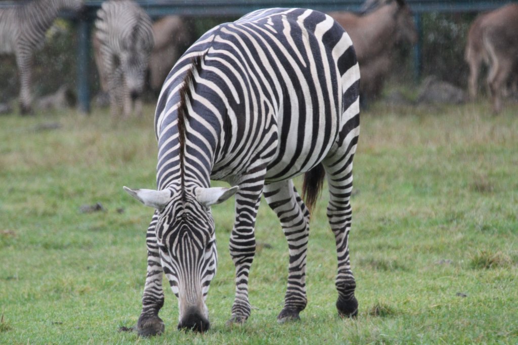 Damara- oder Burchell-Zebras (Equus quagga burchelli) am 2.10.2010 in der African Lion Safari in Cambridge,Ont.